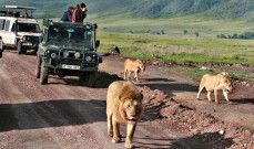 Tanzania Safari