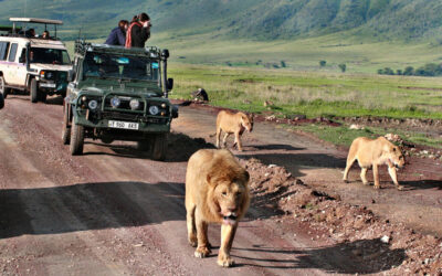 Tanzania Safari