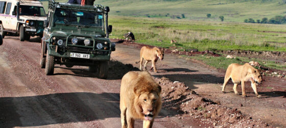 Tanzania Safari