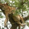 Tree Climbing Lion on a Uganda Safari