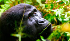 Uganda safaris and tours