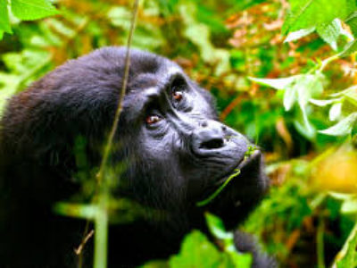 Uganda safaris and tours