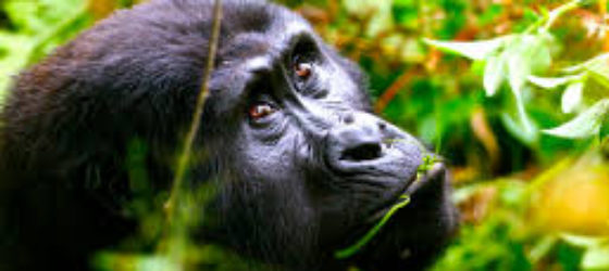 Uganda safaris and tours