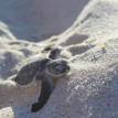 Selous Safari Ras Kutani Beach