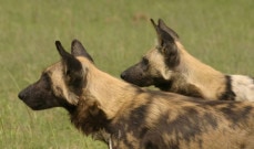 Chobe Safari