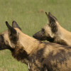 Wild Dogs on a game drive from Chobe Elephant Camp