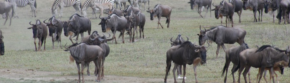 Kenya Migration Safari