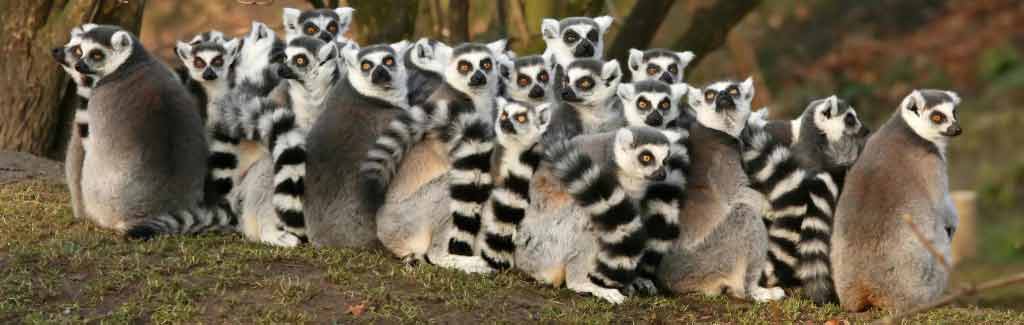 madagascar tour holidays lemurs