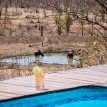 Botswana Safari Focus