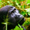 uganda gorilla trek