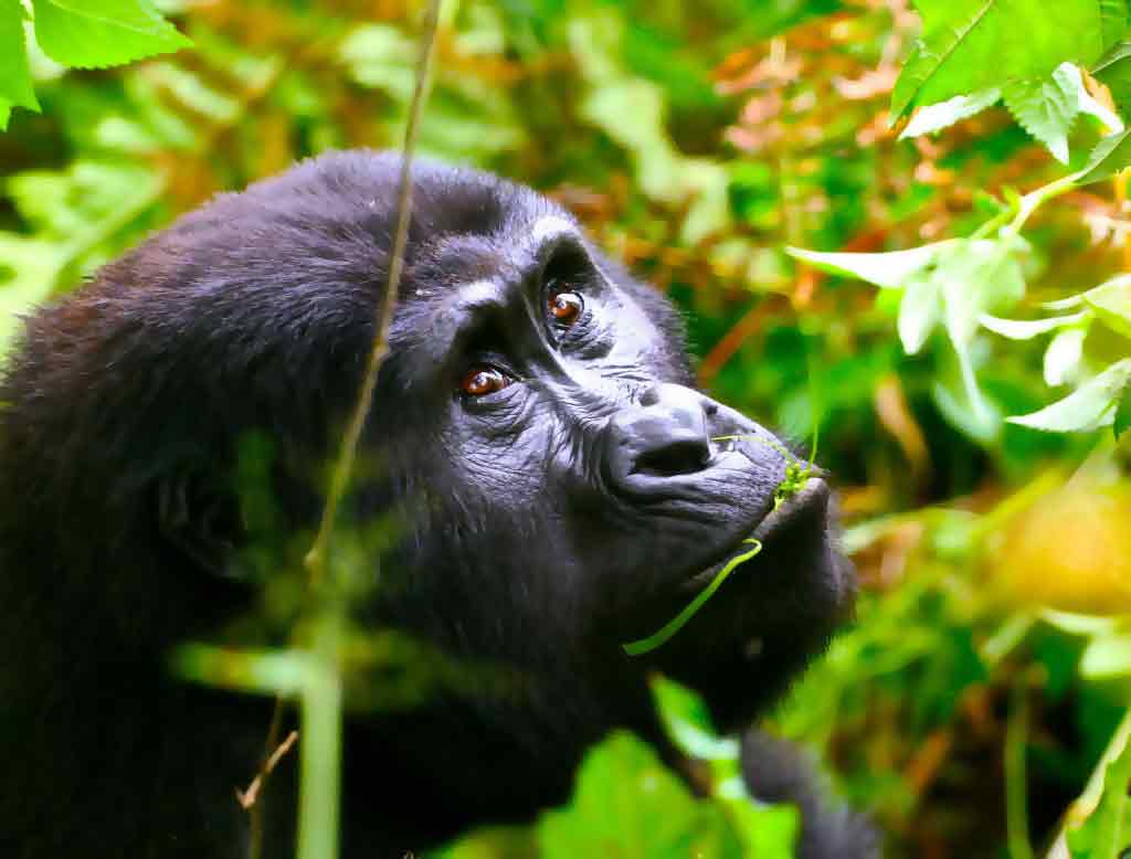 uganda gorilla trek