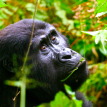 uganda gorilla trek