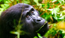 uganda gorilla trek