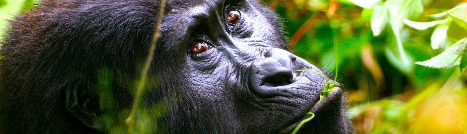 uganda gorilla trek