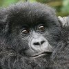 mountain-gorilla-on-a-Uganda-Safari