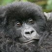 mountain-gorilla-on-a-Uganda-Safari